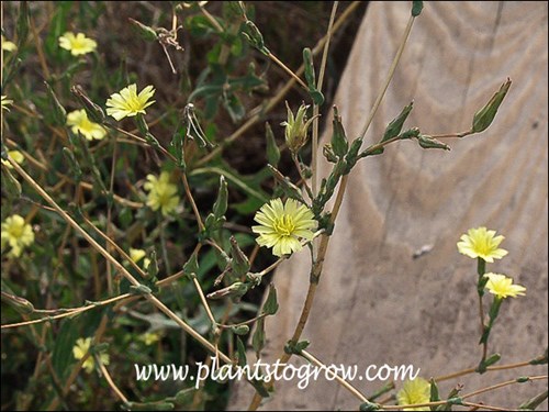 This plant will have dozens of small yellow flowers.